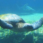Green Sea Turtle at Maui Ocean Center