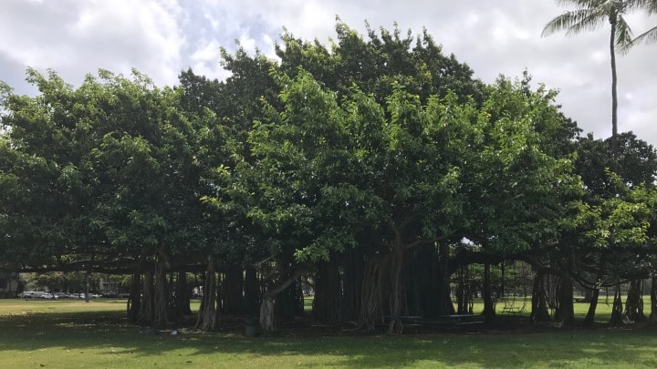 Banyan Tree on Oahu