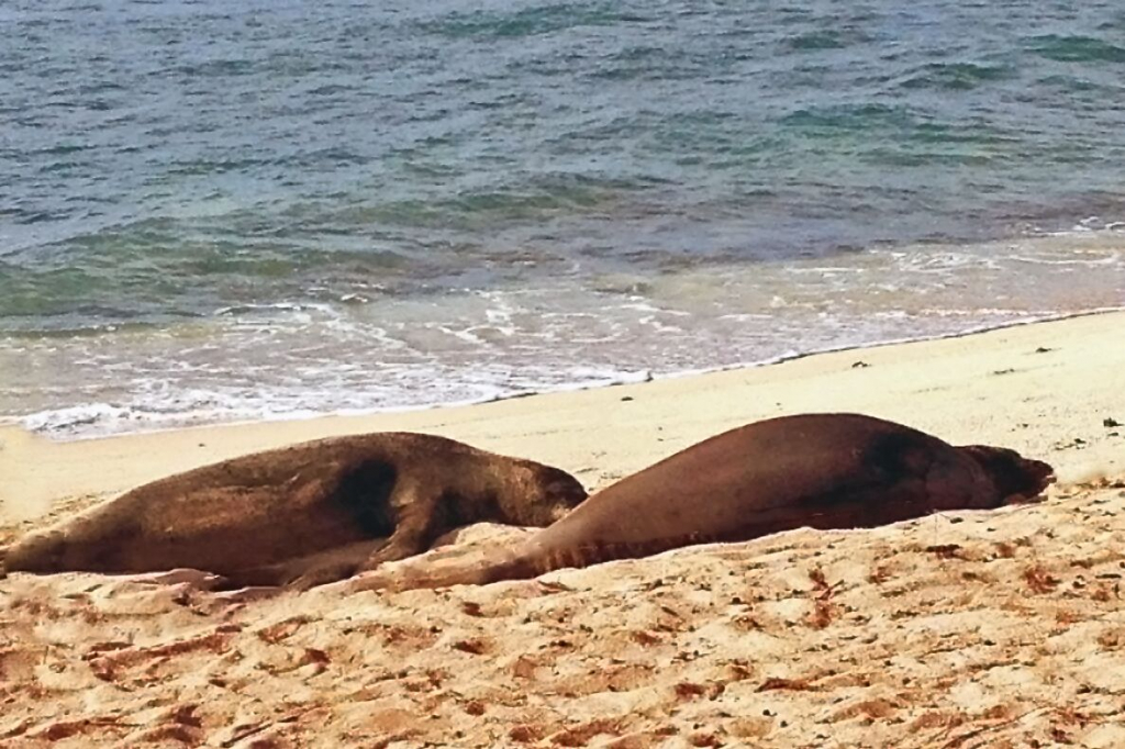 Hawaiian monk seals.