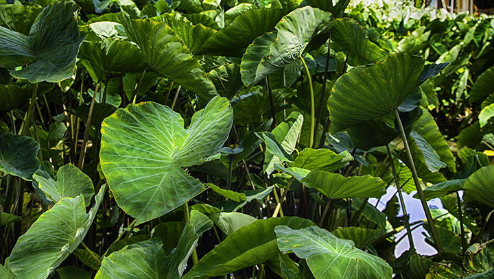 The Historical Significance of Taro Plant in Hawaiian Culture