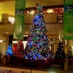 Christmas tree - Honolulu