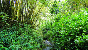Hawaii rainforests
