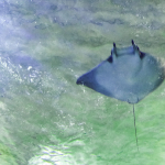 manta rays in Hawaii