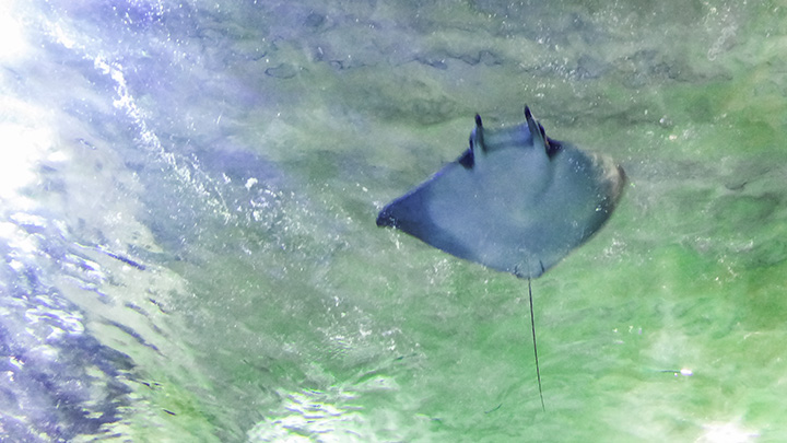 manta rays in Hawaii