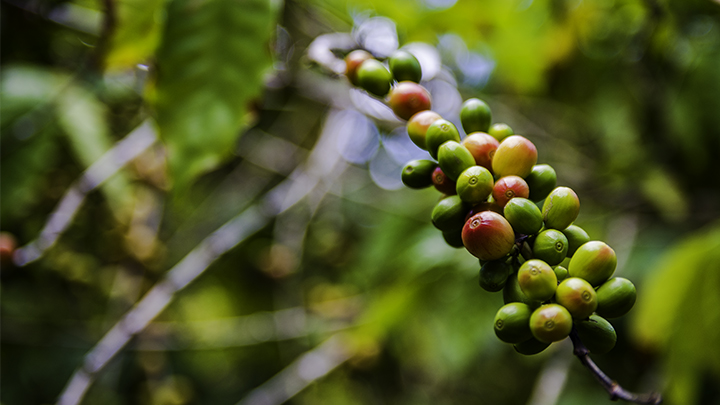 Enjoy Kona coffee on hidden hot spots on the Big Island.