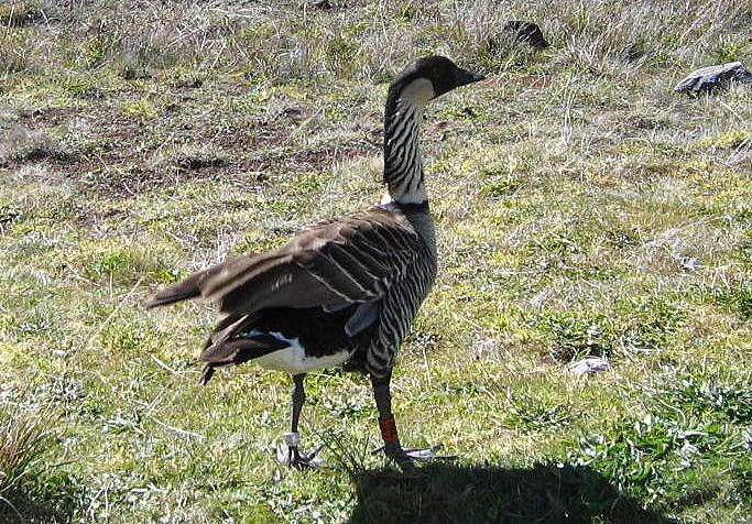 Nene goose. Photo by B. Inouye