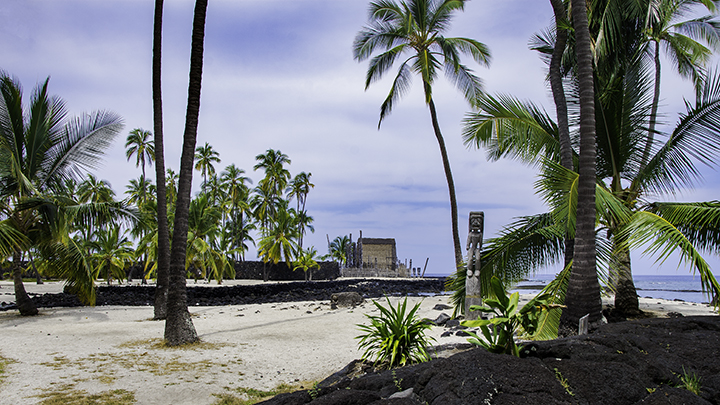 Coconuts in Hawaii.